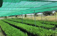 GIỚI THIỆU VƯỜN ƯƠM & CHUYỂN GIAO CÂY GIỐNG TRUECOOP