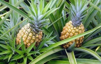 300.000 CÂY GIỐNG DỨA MẬT ĐÃ ĐƯỢC HTX ĐIỀU HỮU CƠ TRUECOOP TRỒNG TẠI MA NỚI (NINH SƠN, NINH THUẬN) THEO PHƯƠNG PHÁP CANH TÁC HỮU CƠ.